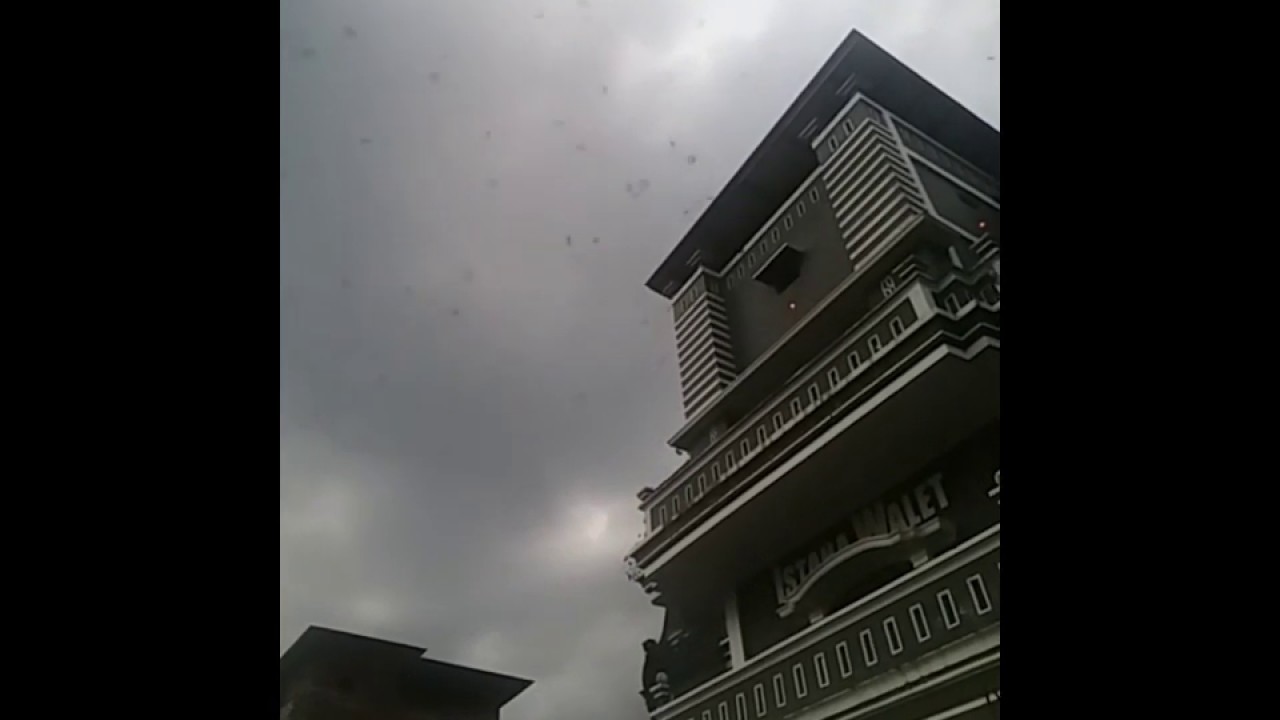 Belajar budidaya burung walet 