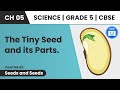 Parts of Seed  |Seeds And Seeds | Class 5 Science Chapter 5