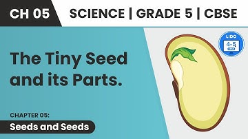 Parts of Seed  |Seeds And Seeds | Class 5 Science Chapter 5