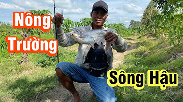 Đi săn HUGO ở Nông Trường Sông Hậu và Cái Kết | Trải Nghiệm Tổng Hợp.