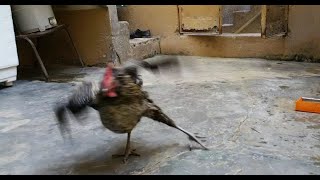 The Greatest Fights In The Animal Kingdom|BBC Earth,15 Merciless Animal @thefanaticofficial @bbcearth