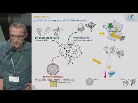 Vidéo: Inflorescences Célestes De Cyanose. Croissance