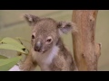 Baby Koala Joey Being Hand-Raised After Mother's Death