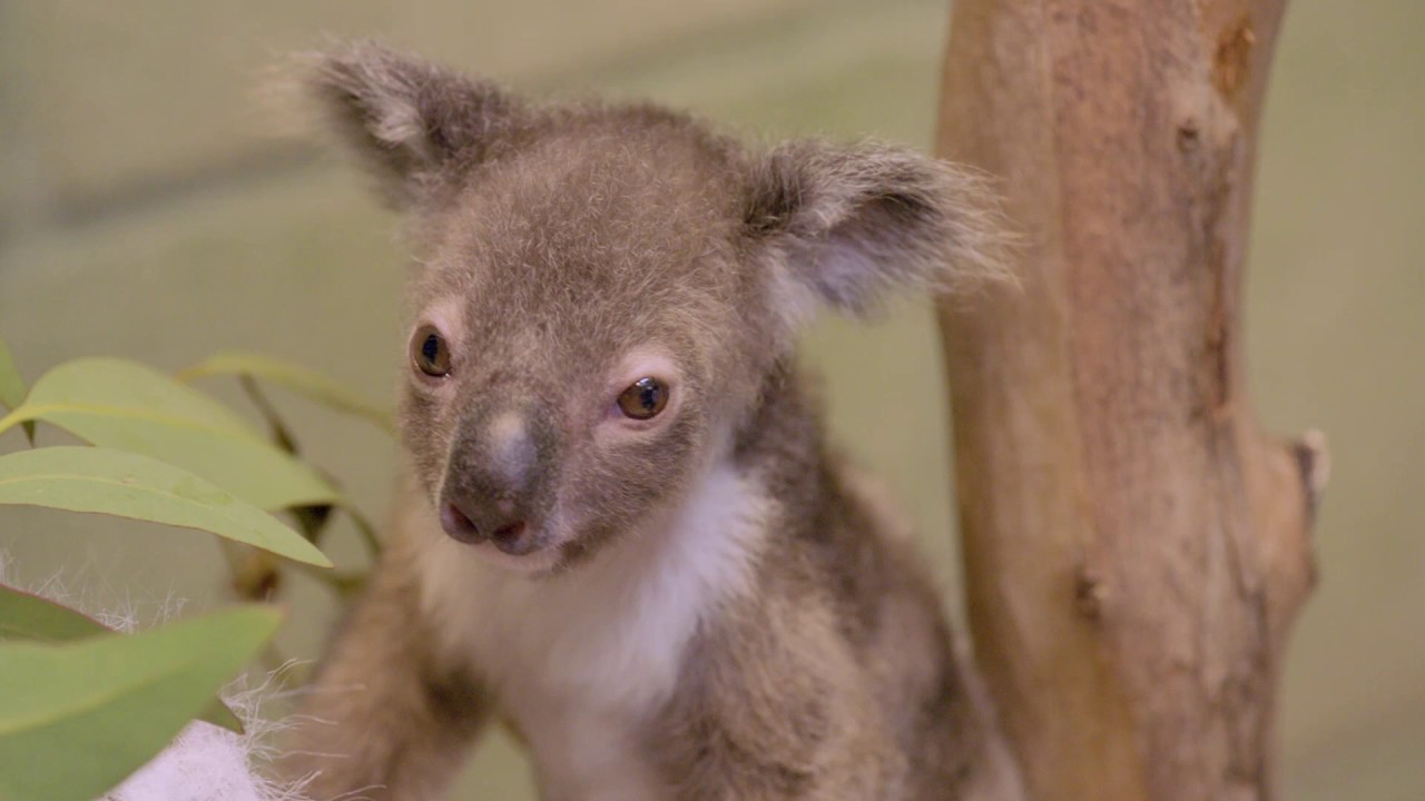 小さくてモフモフ サンディエゴ動物園のコアラの赤ちゃん ねとらぼ