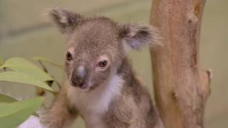 Baby Koala Joey Being HandRaised After Mother's Death