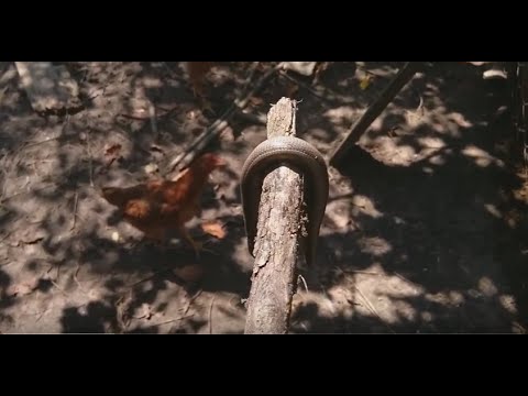 ამ ვიდეოს ნახვის შემდეგ შესაძლოა ქათმის ხორცი აღარ ჭამოთ:D ქათმების ბრძოლა ძლოკვისთვის.