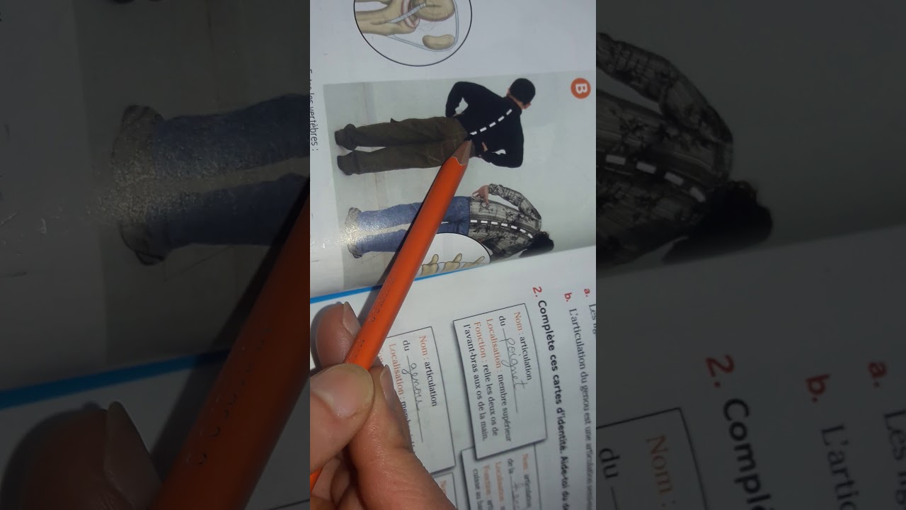 Les articulations mobiles et semi-mobiles