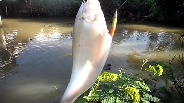 Câu Cá Thác Lác .Khám phá điểm câu gần chuồn vịt | GÒ CÔNG TV