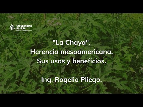 Video: ¿Cuáles son los beneficios de la chaya?