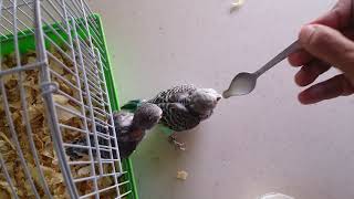 How feed baby budgie with spoon.