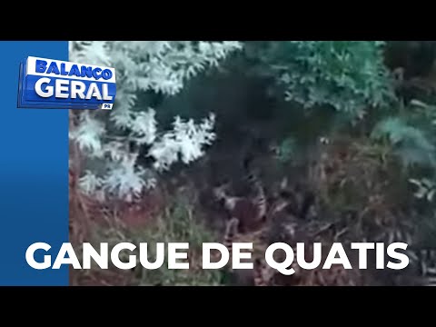 Gangue de quatis ataca casas e quintais  e assusta moradores em Campo Mourão