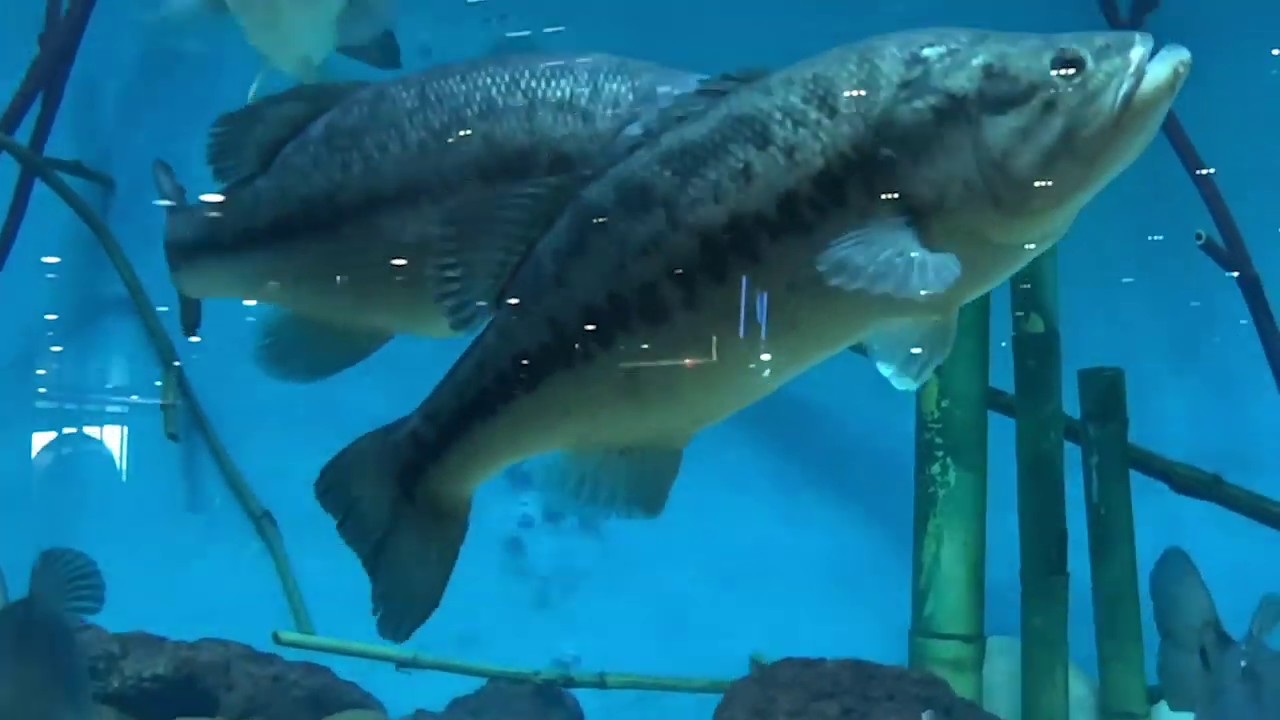 Pesca Del Black Bass Molix Lizard Youtube