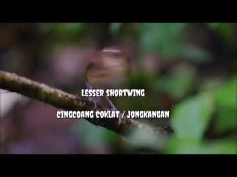 Cingcoang coklat ( lesser shortwing ) 