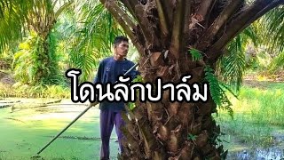 โดนลักปาล์ม | บ่าวนัทวิถีใต้