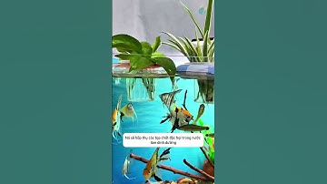 Vừa cho cá ăn sạch nước vừa có thể trồng cây trên bể với chiếc phao nhỏ này #aquatic #shorts