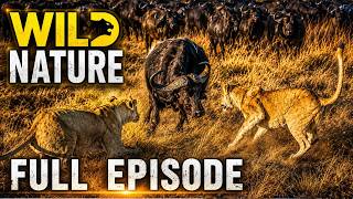 Life and Death in the Serengeti | Nature's Most Savage Battles