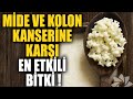 Mide ve Kolon Kanserine Karşı En Etkili Bitki !