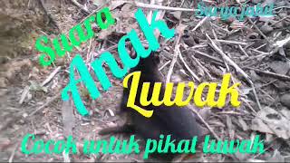 Teryata begini suara anak musang