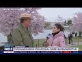 Thousands arrive in DC for National Cherry Blossom Festival | FOX 5 DC