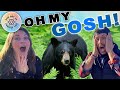 BEAR found in a Florida State Park | Things You See When You Travel in an RV
