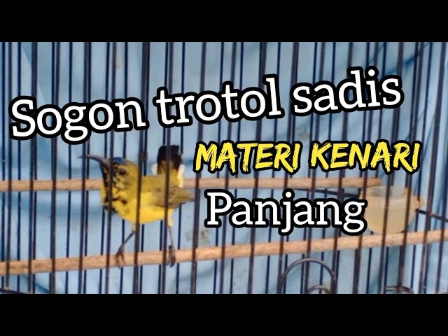 Sogok ontong trotol sadis, materi kenari panjang class=