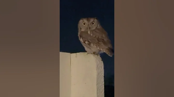 This owl was not happy with this girl’s comments 😂
