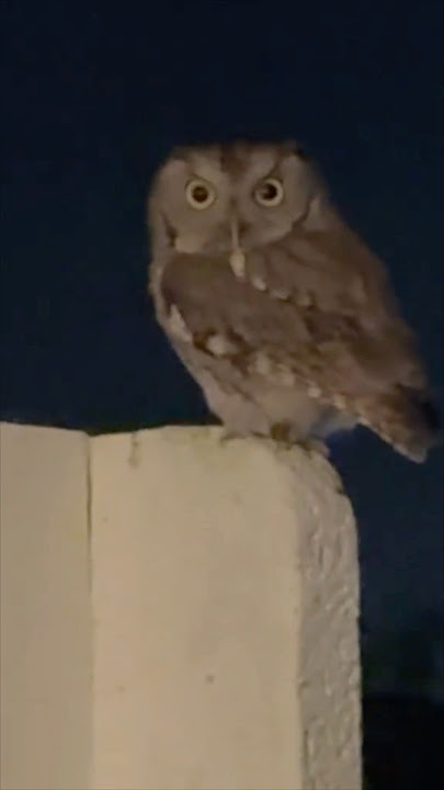 This owl was not happy with this girl’s comments 😂