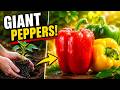 This One Trick Grows GIANT Bell Peppers Fast