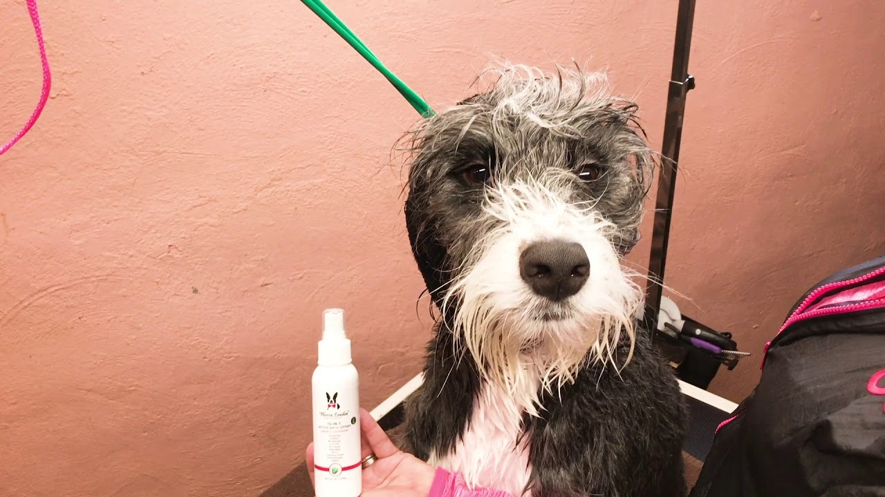 10 in 1 After Bath Spray for Dog's Coat YouTube