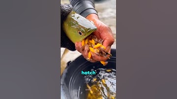 This Fish is Hiding a Secret 😱