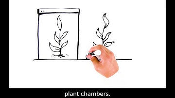 Phenotyping - Grow the Perfect Seed