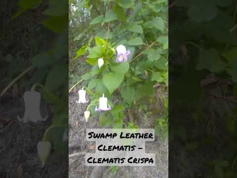 ቪዲዮ: Swamp Leather Flower Care - How To Grow Swamp Leather Flowers