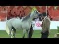 N 342 JALAAD LNJ KAAHC 2019 Stallions 4 6 Years Old Class 10B N 342 JALAAD LNJ KAAHC 2019 Stallions 4 6 Years Old Class 10B