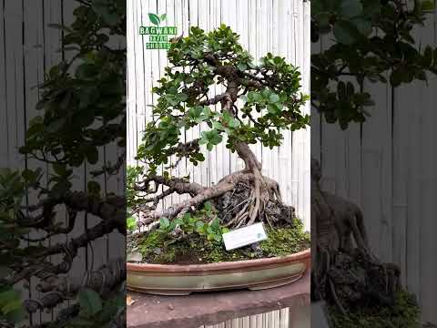 Bonsai Exhibition Lodhi Garden Delhi 🪴 #bonsai #bonsaiexhibition #bonsaiart