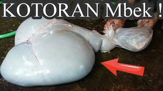 Mencuci Jeroan KAMBING !