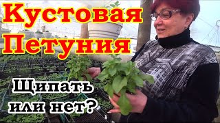 Нужно ли прищипывать кустовую петунию?