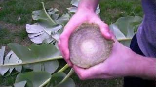 How to preserve or save a banana tree for the winter.
