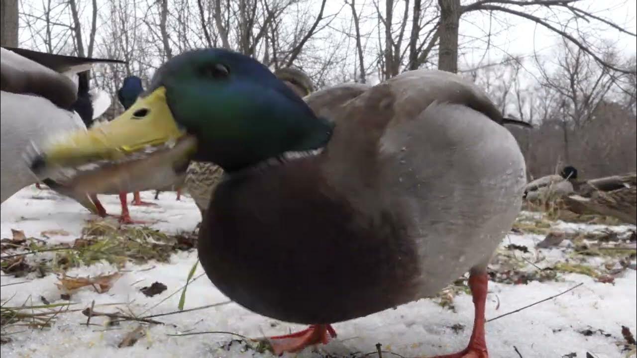 Ducks and Cracked Corn YouTube