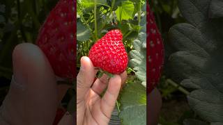 One of best Strawberry Farm & real worth of ticket | Hofreiter BeerenCàfe, Savitsstraße, Munich 🇩🇪
