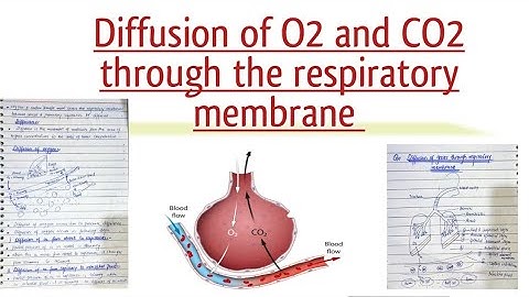 Diffusion of gas through respiratory membrane l Urdu lecture l learn with aroosa waheed