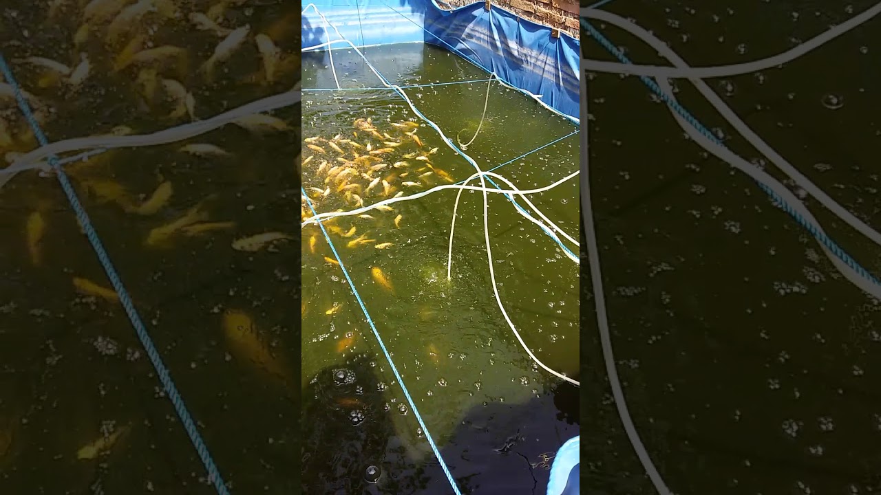 Nila Bioflok Kolam Kotak 