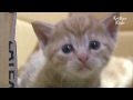 Lady Buys A House For These Stray Cats | Kritter Klub