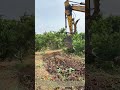 Clearing Orchard Rows: Dual-Attachment Excavator Removes Mature Fruit Trees For New Planting