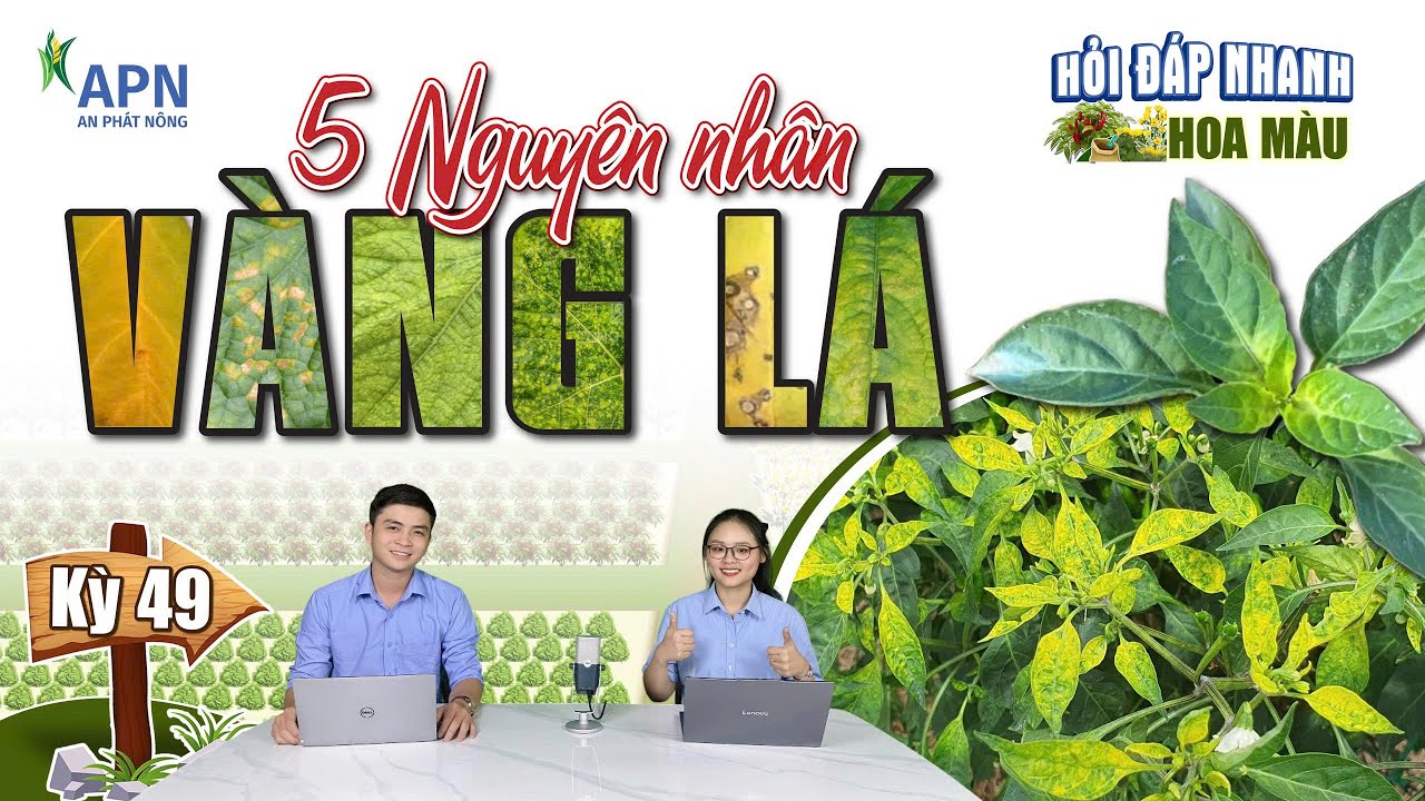 APN - 5 NGUYÊN NHÂN GÂY VÀNG LÁ NHÀ NÔNG CẦN BIẾT