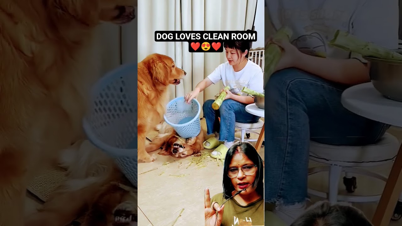 dog :plz keep the room clean 😍