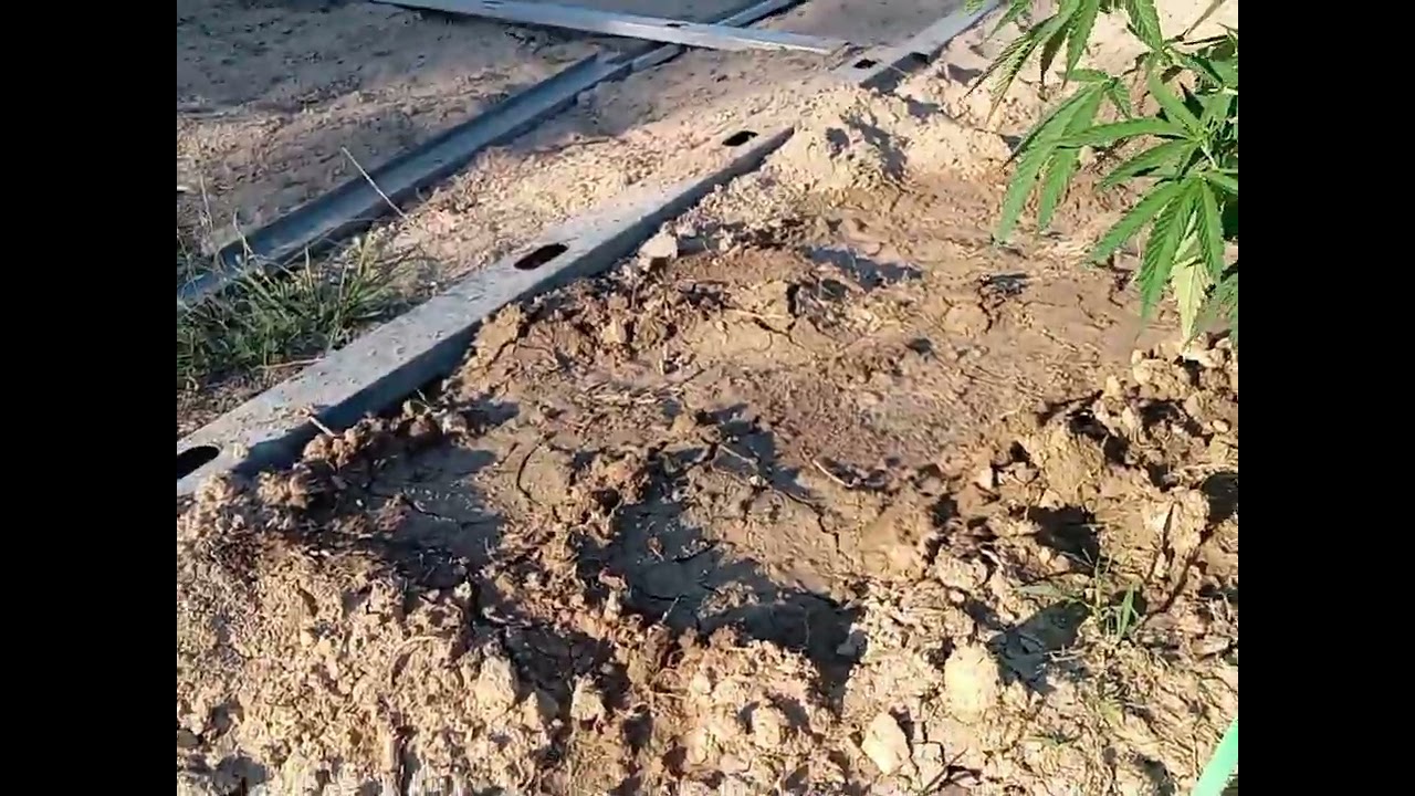 July Garden Duties For Cannabis Outdoors.