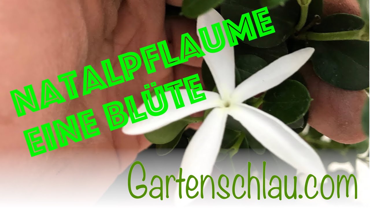 Natalpflaume blüht, aber trägt nicht? Bestäubung und Standort prüfen