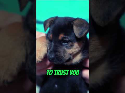 Video: Câini 101: 10 Rasă de câini
