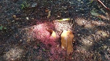 Quản lý sâu rầy rệp sáp,tuyến trùng,sùng hà , sản phẩm nào tốt nhất hiện nay.