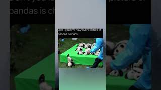 Every Picture Of Pandas Can End Up In Caos 🐼😄 #funnyanimals #shortfeed #memes